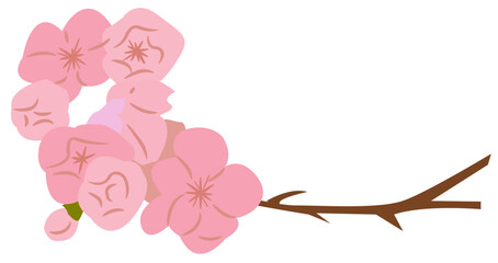 Cherry Blossom Flower