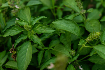 close up basil plant in tropical area