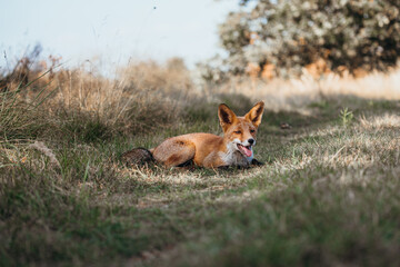 Majestic Wild Fox Roaming the Dutch Wilderness – Capturing the Beauty of Nature in the Netherlands | Wildlife Photography in the Heart of Dutch Forests and Fields.