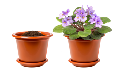 flower pot isolated