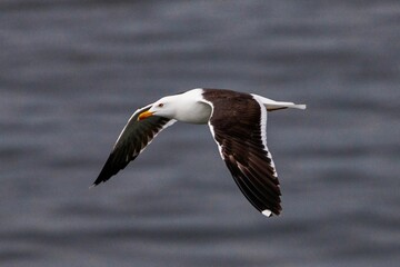 Close-up of a seagull in flight over a calm sea with its wings spread wide