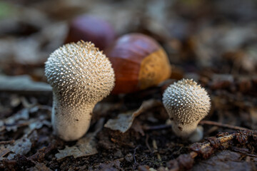 Mushrooms in a chestnut forest.