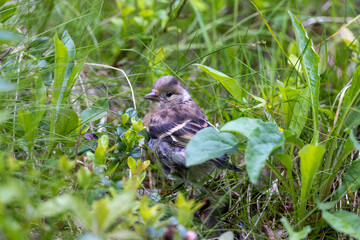 Young chaffinch in the grass