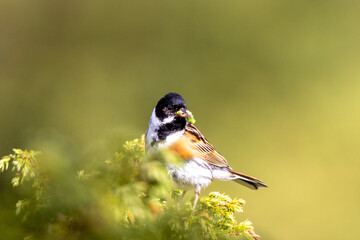 Common reed bunting with food in its beak