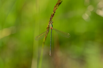 Emerald damselfly on a grass stem