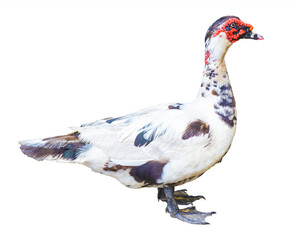 Muscovy Duck (Cairina moschata) isolated on white background