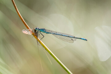 Common blue damselfly on a grass stem eating its prey
