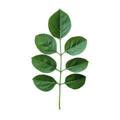 Fototapeta premium A delicate arrangement of vibrant green leaves on white background