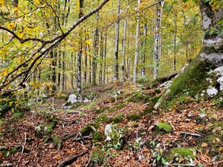 Fairytale birch forest in the autumn in Slovenia in Julian Alps