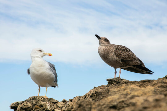Seagull sitting rocky ledge