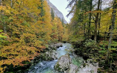 River in autumn in the forest in Julian Alps