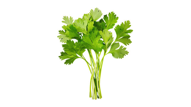 Fresh bunch of cilantro with vibrant green leaves, white isolated background.