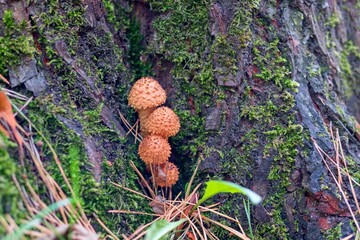 The common scaly mushroom. Edible mushrooms. Autumn still life.