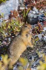 Arctic Ground Squirrel in Denali National Park Alaska in Autumn