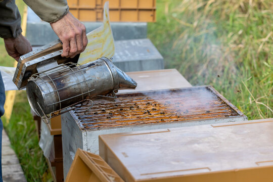 Apiculture - Apiculteur tenant un enfumoir au dessus d'une ruche, lors d'une visite sanitaire et inspection des ruches