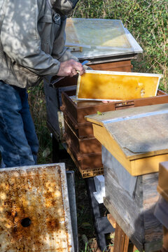 Apiculture - Apiculteur tenant un cadre de cire au dessus d'une ruche, lors d'une visite sanitaire et inspection des ruches