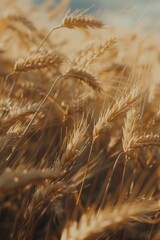 Fototapeta premium A detailed view of a field of wheat in full bloom