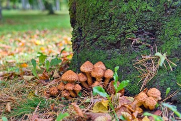 The common scaly mushroom. Edible mushrooms. Autumn still life.