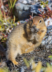 Arctic Ground Squirrel in Denali National Park Alaska in Autumn