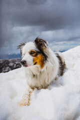 Dog Hiking Mt. Yale, Colorado