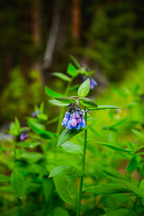 Bluebell Flowers on La Plata Peak, Colorado