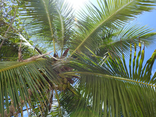 Fototapeta premium Kokospalme unter der Sonne auf den Seychellen