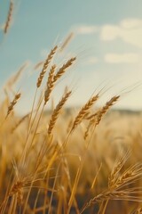 Fototapeta premium A picturesque scene of wheat field under a clear blue sky