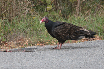 Turkey Vulture eating road killed snake