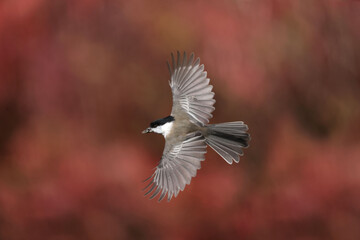Chickadees flying on fall scenics