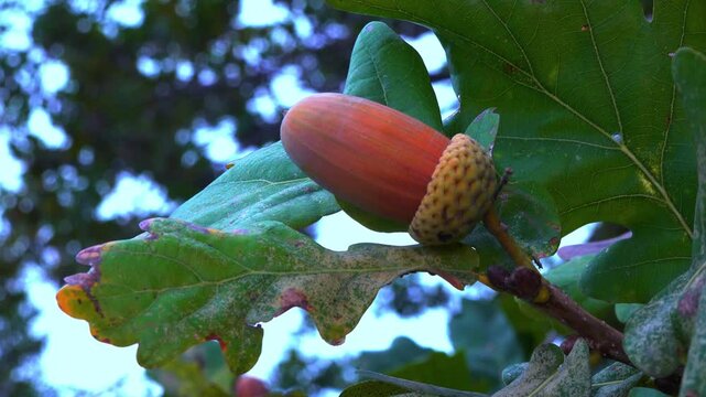 Quercus robur - the pedunculate oak, brown acorns on a tree against a background of green leaves