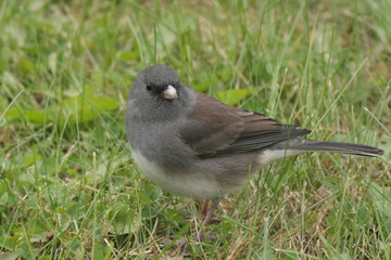 Dark Eyed Juncos in Fall sunshine