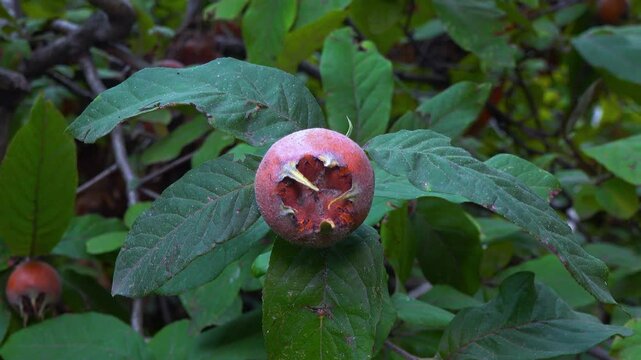 The medlar or common medlar - Mespilus germanica, brown edible sweet fruit with seeds on the background of green leaves in the garden