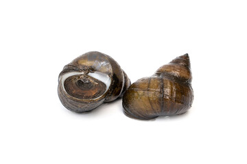 Pond snail, Marsh snail, River snail - Filopaludina martensi © Panupong