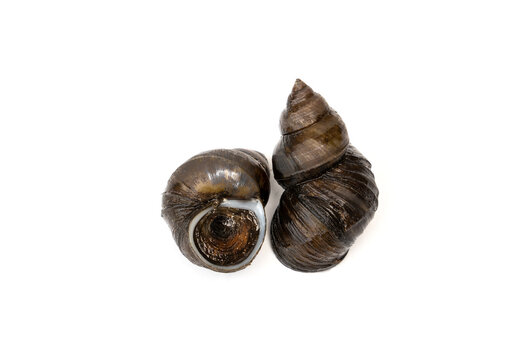 Pond snail, Marsh snail, River snail - Filopaludina martensi