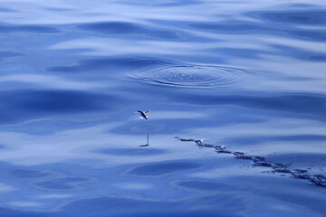 Flying fish taking off (Parexocoetus brachypterus) or Sailfin flying-fish on Deep blue sea 