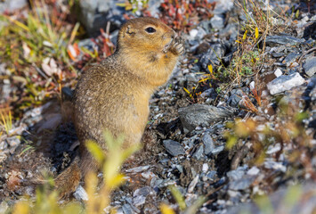 Arctic Ground Squirrel in Denali National Park Alaska in Autumn