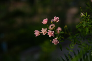 small pink rose with close up
