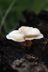 A close-up of two pale, delicate mushrooms growing out of dark, damp soil. The mushrooms have a smooth, slightly curved cap and a thin, white stem. The background is blurry.