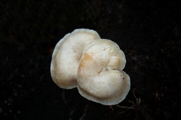 A close-up of two pale, delicate mushrooms growing out of dark, damp soil. The mushrooms have a smooth, slightly curved cap and a thin, white stem. The background is blurry.