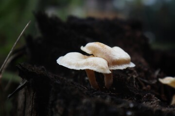 A close-up of two pale, delicate mushrooms growing out of dark, damp soil. The mushrooms have a smooth, slightly curved cap and a thin, white stem. The background is blurry.