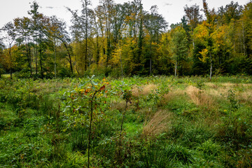 Wiederaufforstung im Mischwald im Herbst