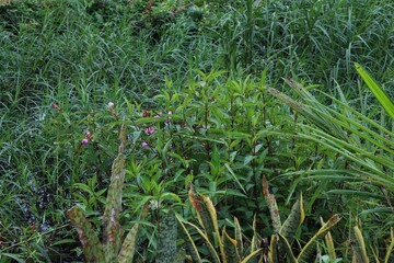 A dense patch of tall green reeds growing in a body of still water.