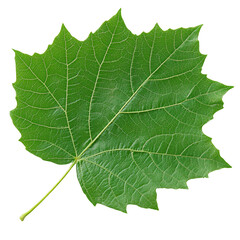 Green maple leaf on a white isolated background.