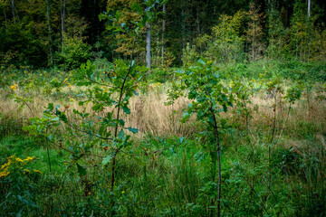 Wiederaufforstung im Mischwald im Herbst