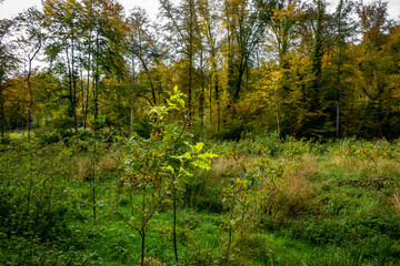 Wiederaufforstung im Mischwald im Herbst