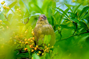 木にとまるカワラヒワ
