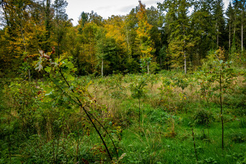Wiederaufforstung im Mischwald im Herbst