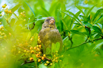 木にとまるカワラヒワ