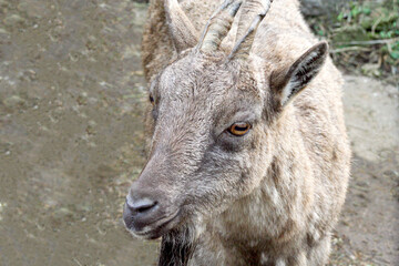 portrait of a female screw-horned goat (markhor)