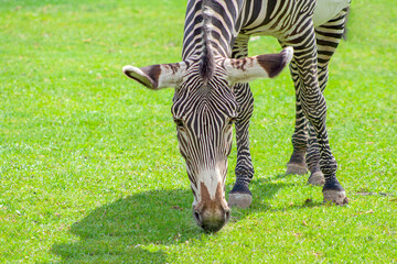 A zebra eats grass on a sunny day at the zoo © Kate_L